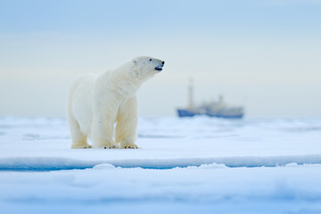 bear and boat. polar bear on drifting ice with snow, blurred cruise vessel in background, svalbard, 