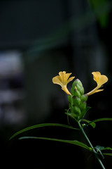 Poster - Hop Headed Barleria at garden