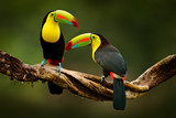 Fototapeta  - Toucan sitting on the branch in the forest, green vegetation, Costa Rica. Nature travel in central America. Two Keel-billed Toucan, Ramphastos sulfuratus, pair of bird with big bill. Wildlife.