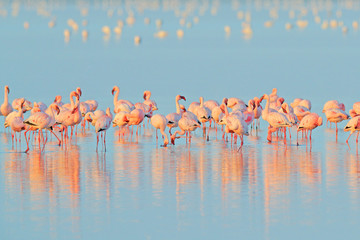 Obraz na płótnie afryka zwierzę ptak flamingo