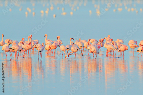 Naklejki Flamingi  naklejka-na-wymiar-maly-flaming-phoeniconaias-minor-stado-rozowego-ptaka-w-blekitnej