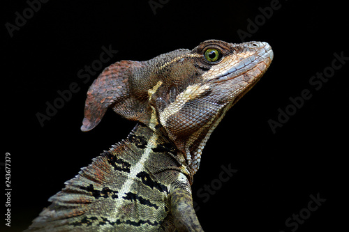 Basilisk, Basiliscus basiliscus, detail close-up portrait in the nature habitat Poster Mural XXL
