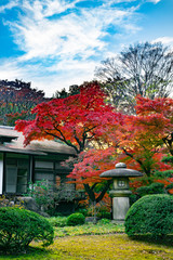 Wall Mural - Traditional japanese house with red autumn leaves and stone lantern in a yard (Japanese garden in Tokyo, Japan)