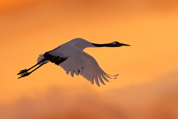 Wall Mural - Crane sunset, Japan. Bird fly, wildlife scene from snowy nature. Red-crowned crane flight above snowy meadow, Russia, Asia. Cold day in the nature, big white bird on the evening orange sky.