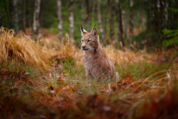 Wall Mural - eurasian lynx walking. wild cat from germany. bobcat among the trees. hunting carnivore in autumn gr