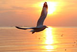 Fototapeta Zwierzęta - Seagull flying in the sky at sunset. 