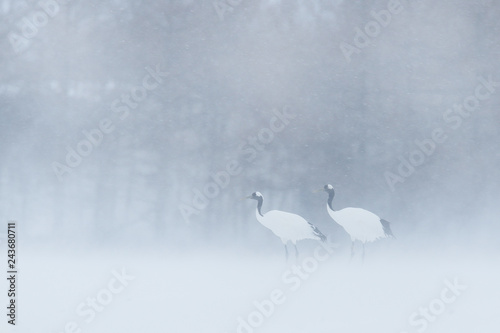 Fotografie, Obraz Red-crowned crane, Grus japonensis, walking in the snow, Hokkaido, Japan
