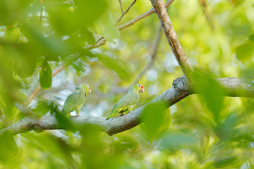 Wall Mural - Crimson-fronted Parakeet, Psittacara finschi, two green parrot with red head, Costa Rica. Wildlife scene from tropical nature. Bird in the habitat.