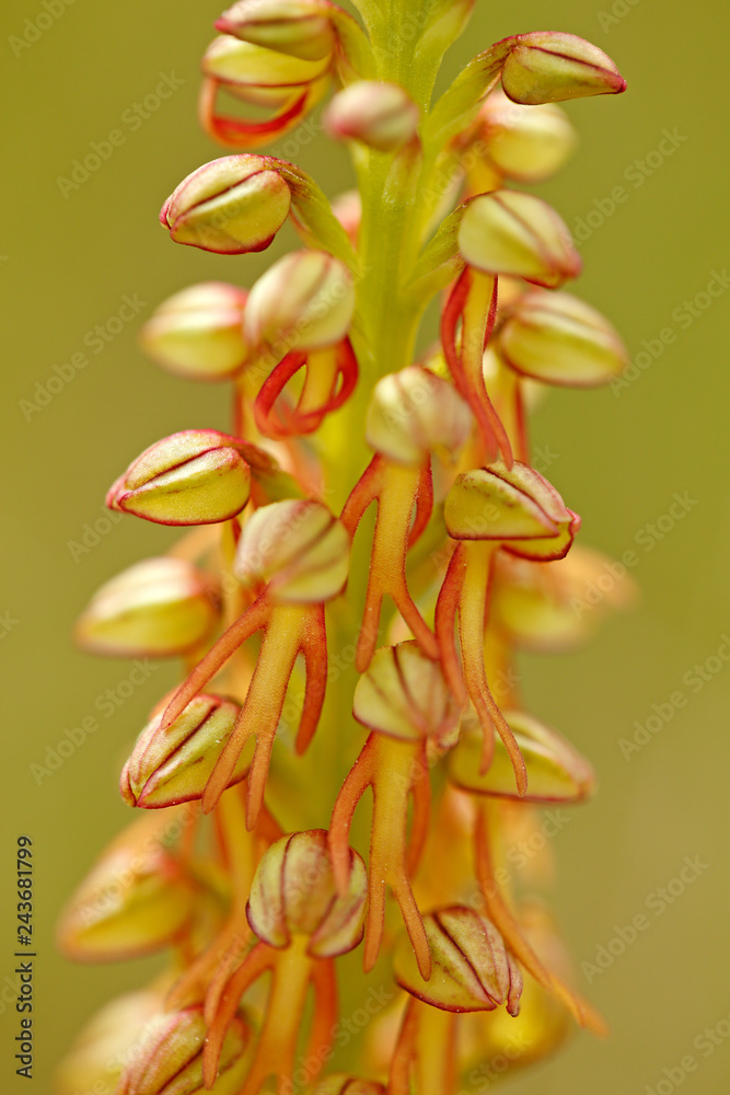 Aceras antropophorum, Man orchid, Gargano in Italy. Flowering European terrestrial wild orchid, nature habitat. Beautiful detail of bloom, spring scene from Europe. Wild flower on green meadow.
