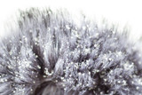 Fototapeta Dmuchawce - Snowflakes close-up on fur winter coat of the beast fluffy fur in snowflakes animal in the snow in winter