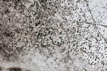 Black mold on a white wall in the house.