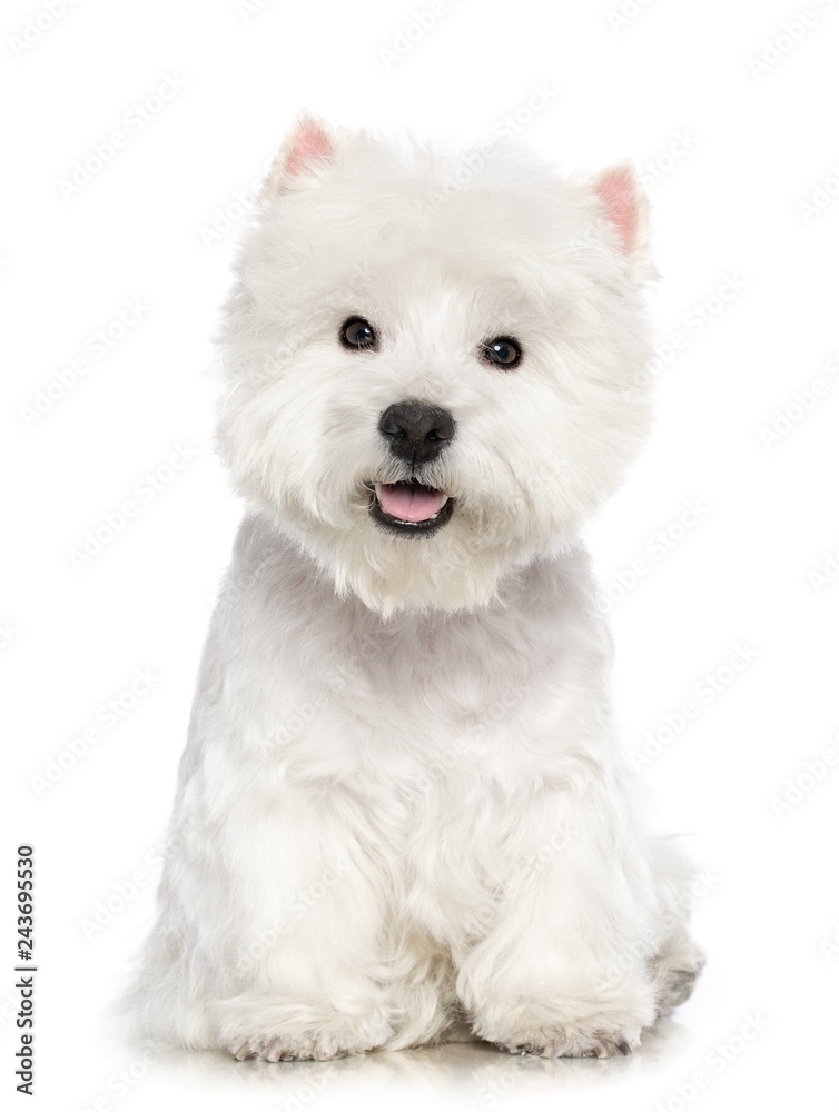 West highland white terrier Dog  Isolated  on White Background in studio - obrazy, fototapety, plakaty 