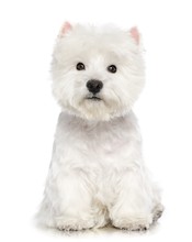 West Highland White Terrier Dog  Isolated  On White Background In Studio