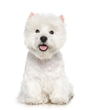 West Highland White Terrier Dog  Isolated  On White Background In Studio