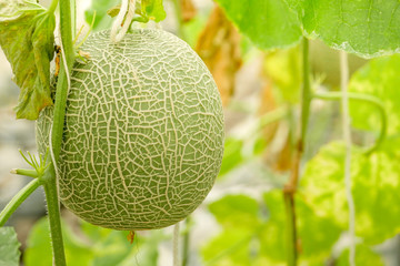 Wall Mural - Cantaloupe melons growing in a greenhouse supported by string melon nets