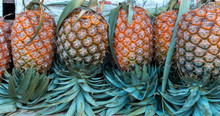 Pineapple Pineapples Neatly Arranged In Row