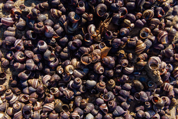 Two wedding rings on the sea snails shells background