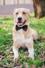 Canvas Print - dog on a walk in the spring park