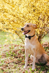 Wall Mural - dog on a walk in the spring park