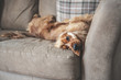© Life in Pixels - Cocker Spaniel Relaxing on Sofa