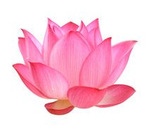  Lotus Flower On White Background