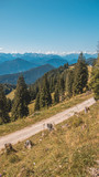 Fototapeta Natura - Smartphone HD wallpaper of beautiful alpine view at Brauneck - Lenggries - Bavaria