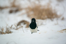 Photo Of Magpie Bird On The Snow