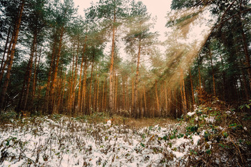 Poster - Dreamy Landscape with winter forest and bright sunbeams