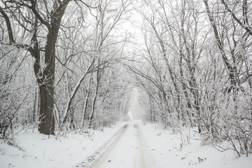 Poster - Road in snowy winter forest this is fairytale scene