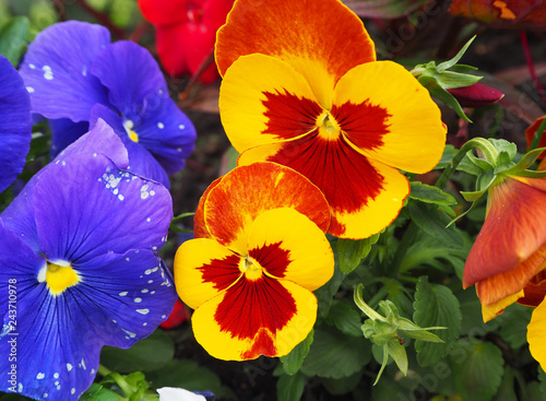 Fotografia, Obraz Pansy flower yellow, orange, red and purple with green leaves