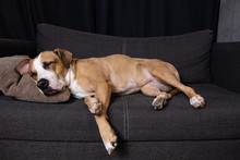 Dog Sleeping On The Couch. Staffordshire Terrier Resting On A Sofa In Cozy Living Room