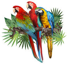 Illustration Drawing Of Green Wing Macaw Birds.