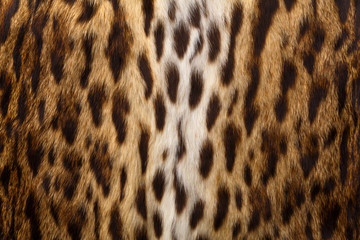 Wild background, leopard skin texture