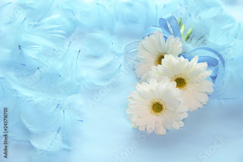 白いガーベラと青い羽根のデザイン Stock Photo Adobe Stock 白いガーベラと青い羽根のデザイン Stock Photo Adobe Stock