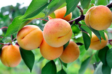Branch Of The Ripe Apricots In The Orchard