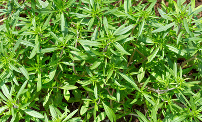 Sticker - Fresh green savory plant. Summer savory background