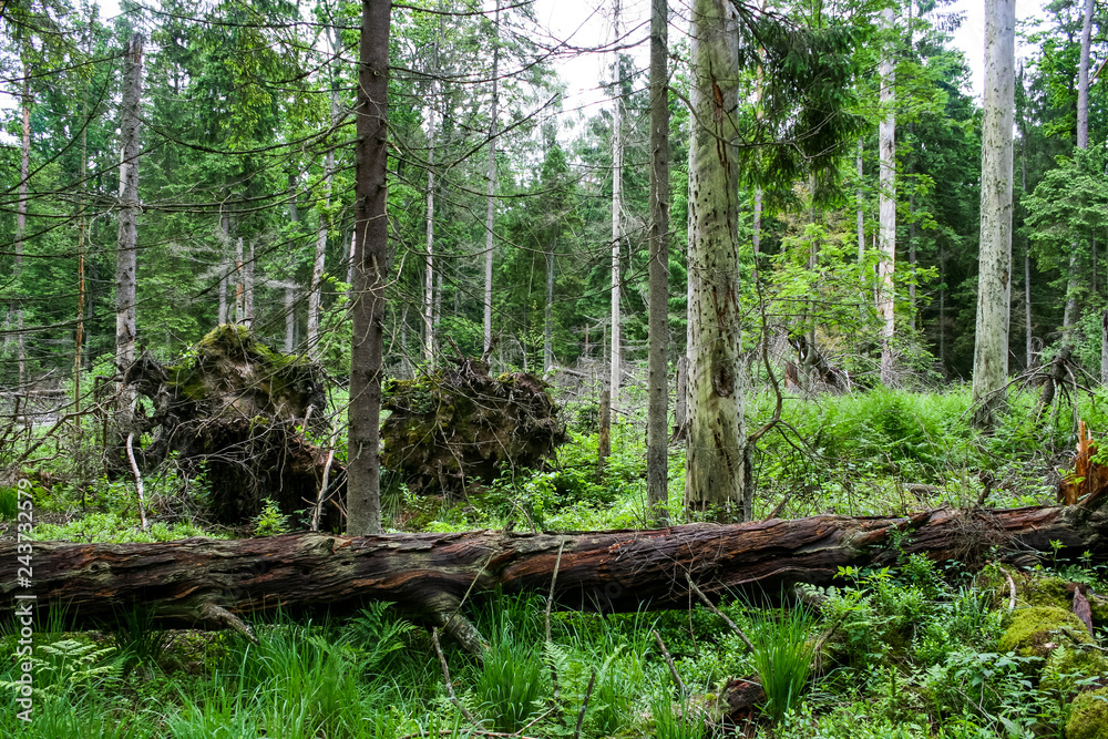 stock-foto-bia-owieski-park-narodowy-las-pierwotny-podmok-y-teren