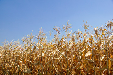 golden wheat field and sunny day .close up