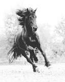 Fototapeta Konie - Friesian horse black and white