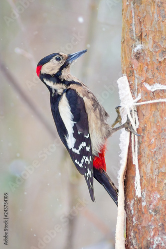 Fotografie, Obraz hungry wild bird woodpecker on a tree in spring forest