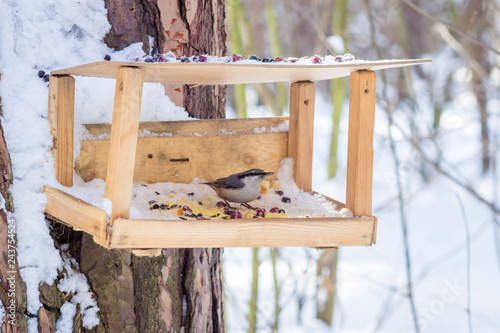 Fotografie, Obraz hungry wild bird nuthatch on a tree in spring forest