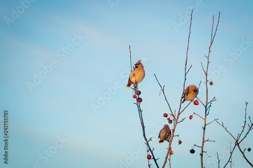 Fotografie, Obraz hungry wild bird waxwing on a tree in spring forest