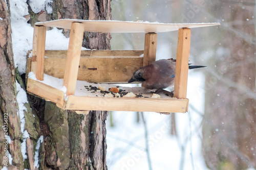 Fotografie, Obraz hungry wild bird mockingjay on a tree in spring forest
