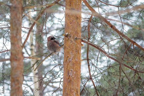 Fotografie, Obraz hungry wild bird mockingjay on a tree in spring forest