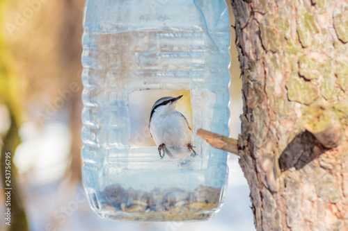 Fotografie, Obraz hungry wild bird nuthatch on a tree in spring forest