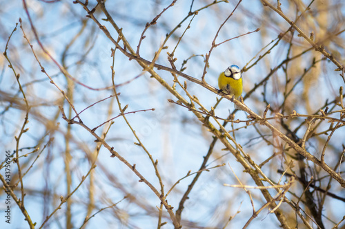 Fotografie, Obraz hungry wild bird titmouse on a tree in spring forest