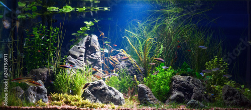 Naklejki akwarium  tropikalne-akwarium-slodkowodne-z-malymi-rybkami-w-stonowanym-stylu-z-ciemnoniebieskim-backgrou