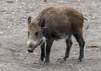 wild boar (sus scrofa)