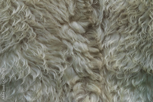 Skin With White Fur Strands Of White Hair Unwashed Dirty Wool