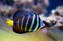 Sailfin Tang Fish - (Zebrasoma Velifer) 
